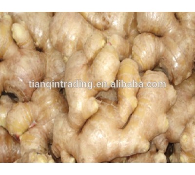 market price of fresh ginger price bulks china supplier