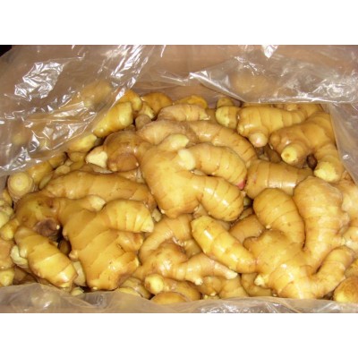 fresh ginger and air-dried ginger