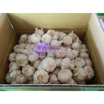 Chinese Garlic Packages in Bag or Carton