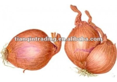 chinese shallot