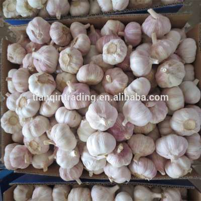 Fresh Garlic /Fresh Chinese Garlic /Fresh China Garlic