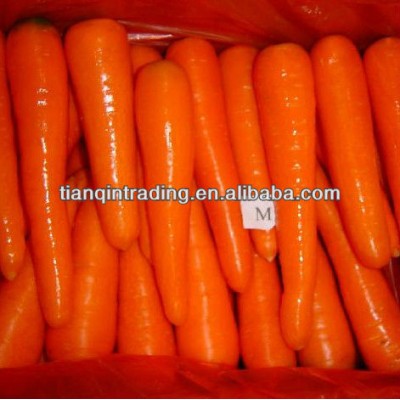 china fresh carrot low price