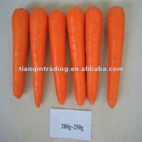 fresh red carrot for south korea