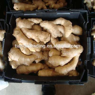 Air Dry Ginger /Dry Ginger/China Dry Ginger